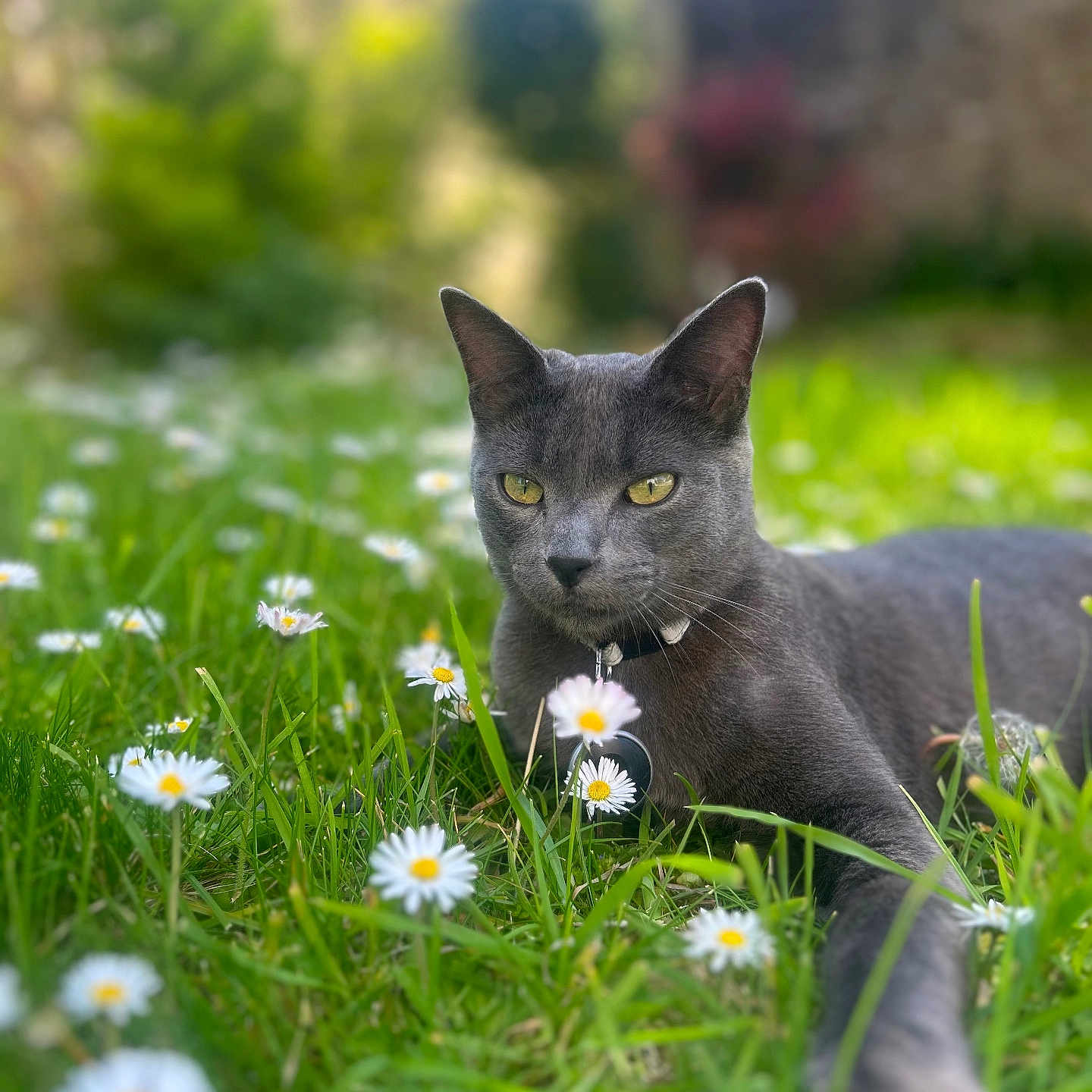 Yoda a rejoint le concours — aidez-le/la à gagner de superbes lots ! animal, cat, closeup, collar, daisies, feline, flora, flower, grass, gray_cat, greenery, meadow, nature, outdoor, pet, portrait, relaxing, spring, sunlight, yellow_eyes