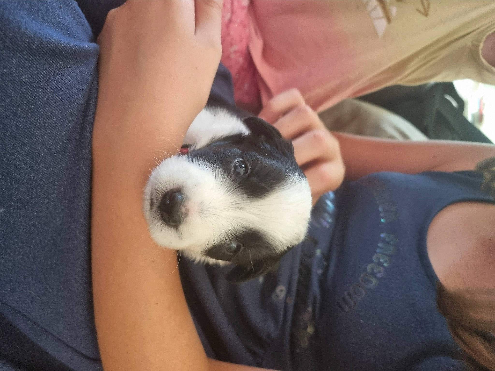 Talya a rejoint le concours — aidez-le/la à gagner de superbes lots ! canidae, carnivore, comfort, companion_dog, dog, dog_breed, fur, human_leg, lap, nail, puppy, puppy_love, sitting, snout, sporting_group, t_shirt, thigh, toy_dog, whiskers, wrist