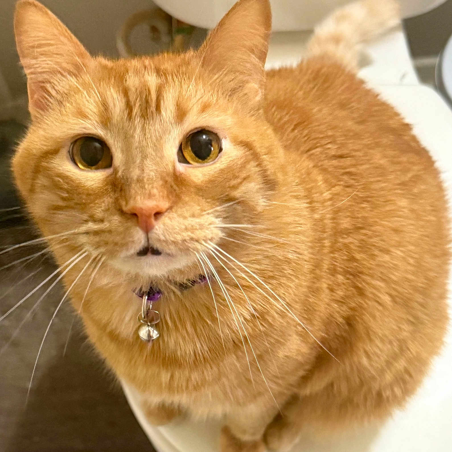 Oliver