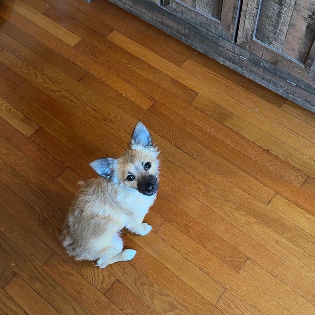 Fiji is registered to the contest to win money with this photo: animal, cabinet, canine, clothing, cockerspaniel, dog, eskimodog, footwear, furniture, hardwood, husky, indoors, interiordesign, pet, plywood, puppy, shoe, stainedwood, terrier, wood