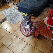 Syha participe au concours pour gagner de l'argent avec cette photo : animal, brown, chair, cozy, curious, cushion, dog, domestic, ears, furniture, home, indoor, living_room, pet, pillow, rug, sofa, table, tile_floor, wooden