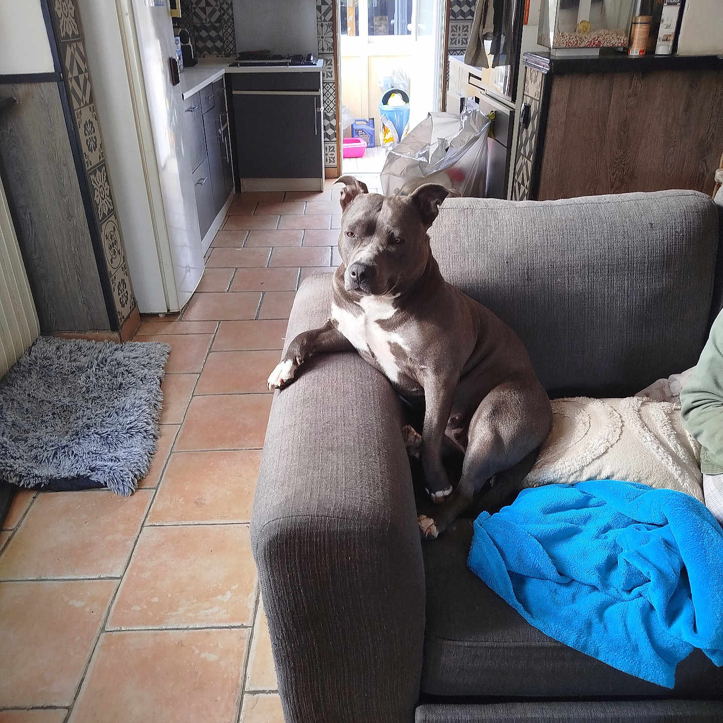 Syha participe au concours pour gagner de l'argent avec cette photo : appliance, blanket, blue_towel, cabinet, couch, cozy, dog, door, floor, furniture, grey_dog, home, indoor, kitchen, light, patterned_wall, pet, relaxed, tile_floor, window