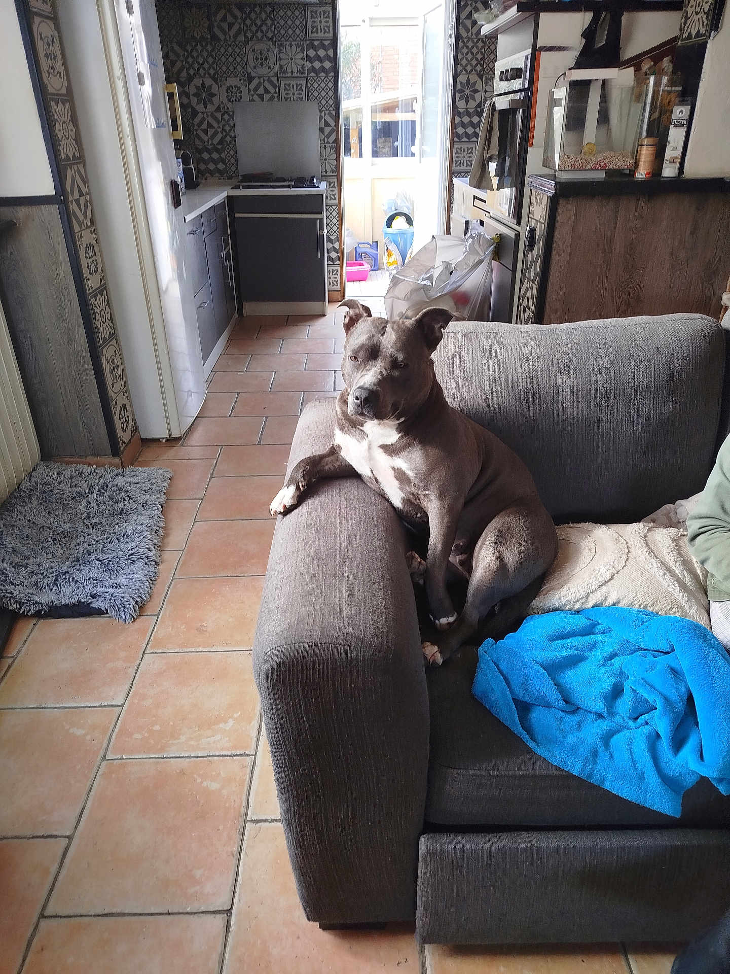 Syha participe au concours pour gagner de l'argent avec cette photo : dog, couch, kitchen, tile_floor, blanket, furniture, indoor, relaxed, grey_dog, blue_towel, window, door, cabinet, appliance, pet, cozy, home, floor, light, patterned_wall