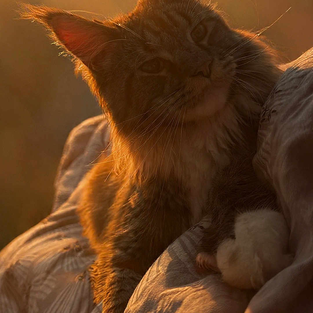 Arhum a rejoint le concours — aidez-le/la à gagner de superbes lots ! backlit, bedding, blanket, cat, close_up, cozy, ears, feline, fur, golden_hour, indoor, longhair, mammal, paw, pet, portrait, relaxing, sunlight, warm_tone, whiskers