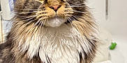 Arhum participe au concours pour gagner de l'argent avec cette photo : cat, maine_coon, long_hair, whiskers, bathtub, bathroom, faucet, shampoo_bottle, pet, portrait, closeup, fur, ears, eyes, indoor, sink, tub, grooming, sitting, curious