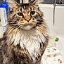 cat, maine_coon, long_hair, whiskers, bathtub, bathroom, faucet, shampoo_bottle, pet, portrait, closeup, fur, ears, eyes, indoor, sink, tub, grooming, sitting, curious