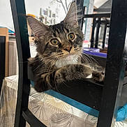 Arhum a rejoint le concours — aidez-le/la à gagner de superbes lots ! cat, kitten, tabby_cat, whiskers, ears, green_eyes, chair, black_chair, paws, furniture, indoor, tablecloth, patterned_tablecloth, fur, portrait, curious, home, closeup, pet, domestic_cat
