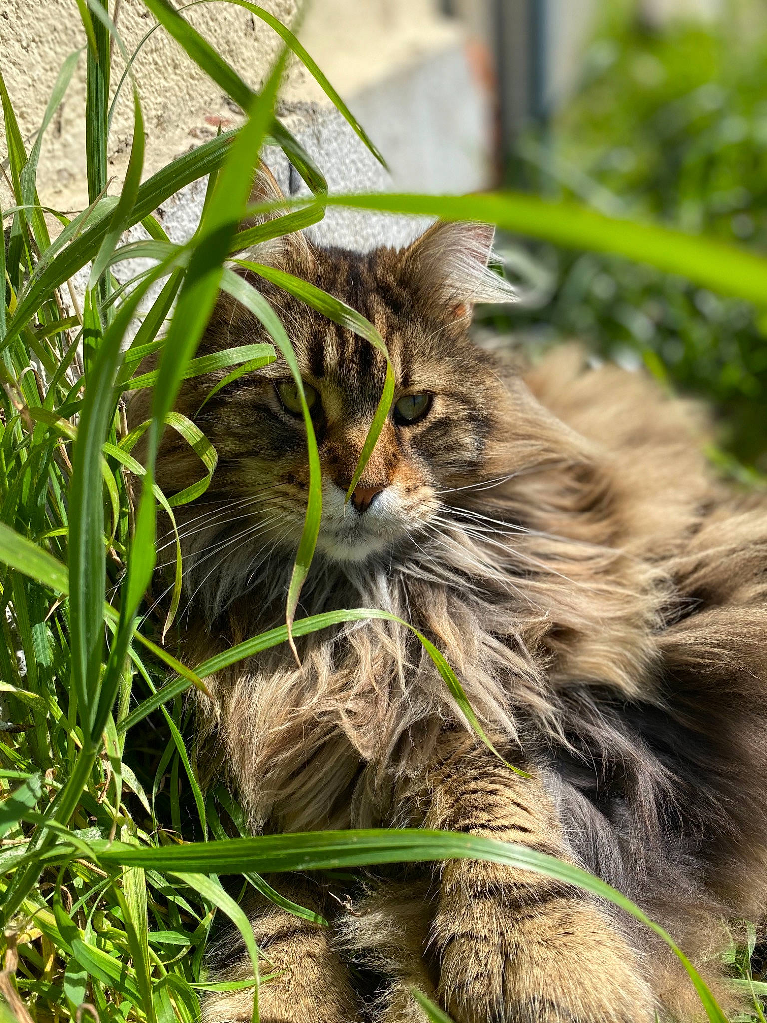 Mojito a rejoint le concours — aidez-le/la à gagner de superbes lots ! carnivore, cat, domestic_long_haired_cat, european_shorthair, felidae, fur, grass, grass_family, green, maine_coon, norwegian_forest_cat, organism, pixie_bob, plant, siberian, small_to_medium_sized_cats, tabby_cat, whiskers, wild_cat, wildlife