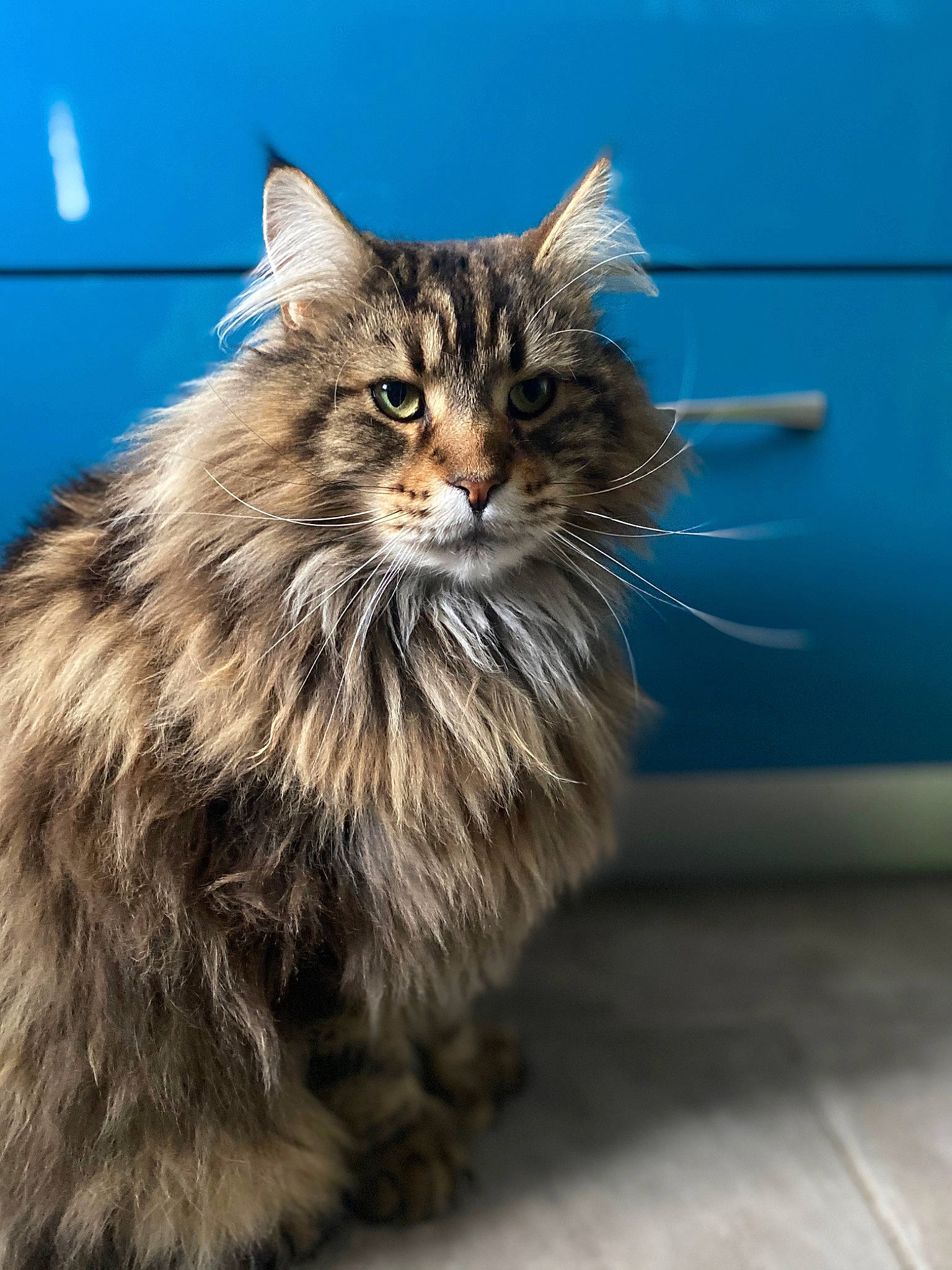 Mojito participe au concours pour gagner de l'argent avec cette photo : asian_semi_longhair, british_semi_longhair, carnivore, cat, cymric, domestic_long_haired_cat, felidae, fur, kitten, maine_coon, mammal, norwegian_forest_cat, pixie_bob, ragamuffin, siberian, small_to_medium_sized_cats, tabby_cat, vertebrate, whiskers, wild_cat