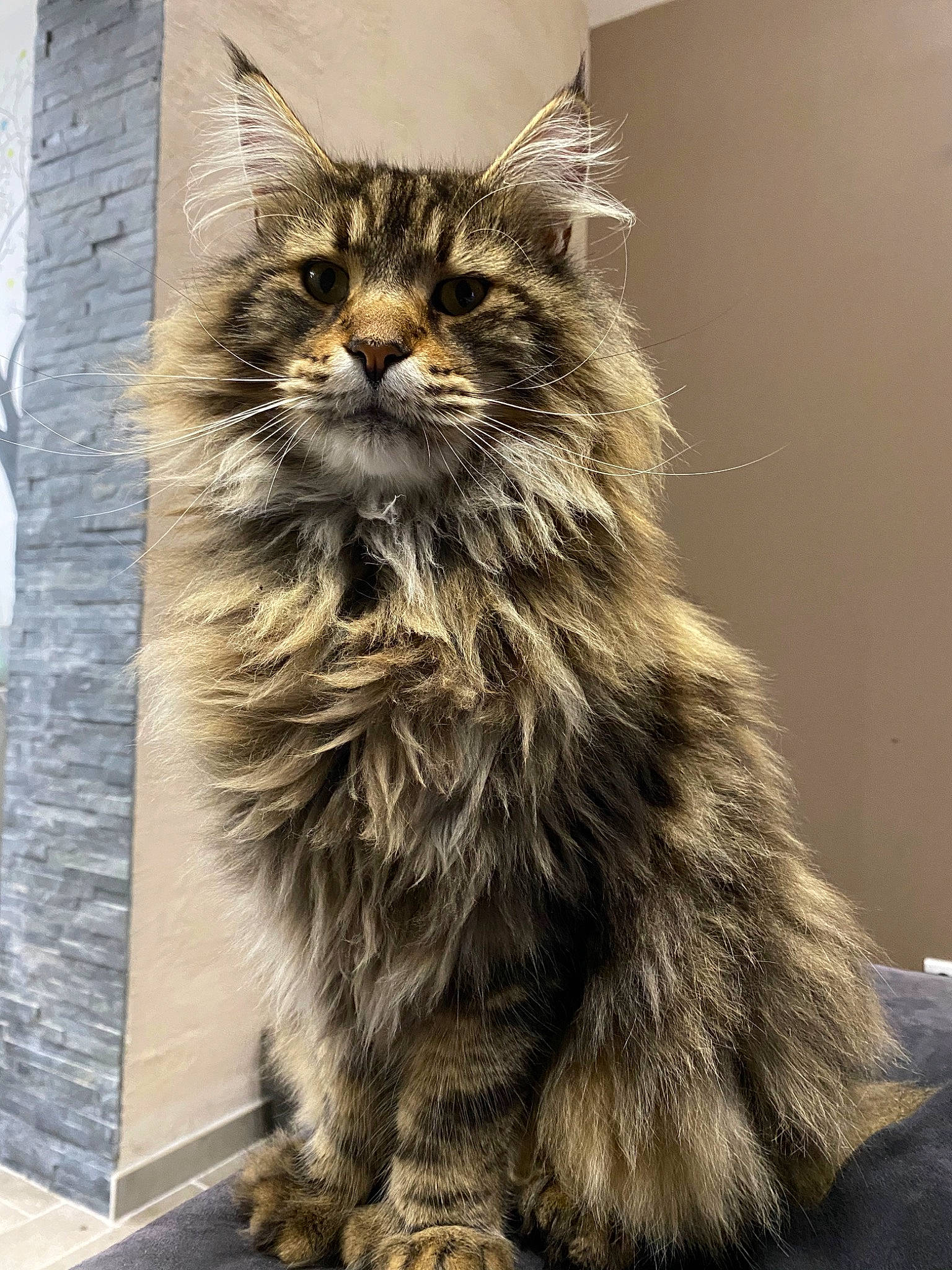 Mojito a rejoint le concours — aidez-le/la à gagner de superbes lots ! asian_semi_longhair, british_longhair, british_semi_longhair, carnivore, cat, cymric, domestic_long_haired_cat, felidae, fur, maine_coon, mammal, norwegian_forest_cat, pixie_bob, ragamuffin, siberian, small_to_medium_sized_cats, snout, tabby_cat, whiskers, wild_cat