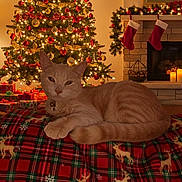 Simba joined the competition — help win amazing prizes! cat, ginger_cat, christmas_tree, christmas_ornaments, stockings, fireplace, candles, blanket, reindeer_pattern, living_room, holiday, presents, lamp, wooden_floor, decorations, warm_lighting, cozy, festive, indoor, relaxing