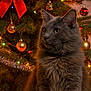 cat, gray_cat, christmas_tree, christmas_lights, ornaments, pinecones, red_bow, holiday_decor, festive, indoor, pet, furry, animal, portrait, warm_lighting, decorations, celebration, seasonal, closeup, cute