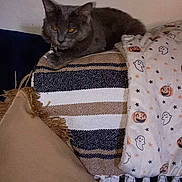Reaper joined the competition — help win amazing prizes! animal, blanket, cat, couch, cozy, feline, fringe, furniture, ghost_pattern, gray_cat, halloween_blanket, indoor, pet, pillow, pumpkin_pattern, relaxed, resting, soft_texture, striped_blanket, yellow_eyes