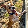 dog, small_dog, chihuahua, outdoor, grass, sunlight, collar, tag, happy, playful, pet, animal, tongue_out, wooden_surface, fence, brown_and_white, standing, sunny, nature, daytime