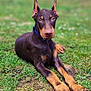 Aïko participe au concours pour gagner de l'argent avec cette photo : alert, animal, black, brown, canine, closeup, collar, cute, doberman, dog, ears_up, fur, grass, lying_down, nature, outdoor, pet, portrait, puppy, young