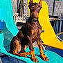 Aïko a rejoint le concours — aidez-le/la à gagner de superbes lots ! animal, blue_sky, collar, daytime, doberman, dog, fence, greenery, lounge_chair, outdoor, pet, puppy, relaxing, shadow, sitting, summer, sunny, tile_floor, yellow_chair, young_dog