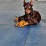 alert, animal, black, brown, canine, collar, curious, doberman, dog, ears, outdoor, paw, pet, puppy, resting, sunlight, texture, tile_floor, wall, young