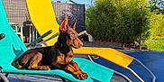 Aïko participe au concours pour gagner de l'argent avec cette photo : animal, backyard, blue_chair, canine, daytime, doberman, dog, fence, garden, greenery, lounge_chair, outdoor, pet, puppy, relaxing, resting, shade, summer, sunlight, yellow_chair