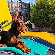 Aïko participe au concours pour gagner de l'argent avec cette photo : animal, backyard, blue_chair, canine, daytime, doberman, dog, fence, garden, greenery, lounge_chair, outdoor, pet, puppy, relaxing, resting, shade, summer, sunlight, yellow_chair