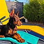 animal, backyard, blue_chair, canine, daytime, doberman, dog, fence, garden, greenery, lounge_chair, outdoor, pet, puppy, relaxing, resting, shade, summer, sunlight, yellow_chair