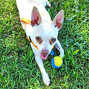 Gretchen is registered to the contest to win money with this photo: dog, chihuahua, small_dog, grass, tennis_ball, toy, orange_harness, outdoor, pet, tongue_out, ears, lying_down, happy, greenery, lawn, close_up, playful, summer, collar, portrait