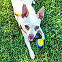 dog, chihuahua, small_dog, grass, tennis_ball, toy, orange_harness, outdoor, pet, tongue_out, ears, lying_down, happy, greenery, lawn, close_up, playful, summer, collar, portrait