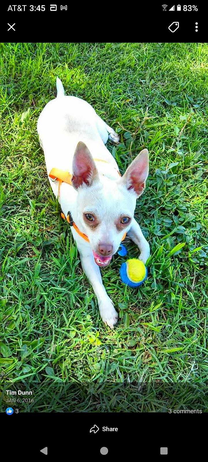 Gretchen is registered to the contest to win money with this photo: dog, chihuahua, small_dog, grass, tennis_ball, toy, orange_harness, outdoor, pet, tongue_out, ears, lying_down, happy, greenery, lawn, close_up, playful, summer, collar, portrait