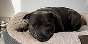 Tao a rejoint le concours — aidez-le/la à gagner de superbes lots ! dog, pet, bed, indoor, resting, gray_dog, plush_bed, floor, calm, relaxed, animal, cozy, sunlight, home, canine, lying_down, comfort, quiet, domestic, mammal