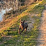 Tao participe au concours pour gagner de l'argent avec cette photo : dog, running, outdoor, path, grass, dirt, water, trees, sunlight, nature, animal, happy, pet, canine, daylight, landscape, bare_trees, smiling, collar, park