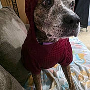 Ebony joined the competition — help win amazing prizes! dog, hoodie, maroon_clothing, pet, indoor, blanket, canine, sitting, brown_fur, closeup, portrait, animal, indoors, looking_away, cute, cozy, domestic_animal, furniture, floor, casual