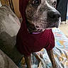 dog, hoodie, maroon_clothing, pet, indoor, blanket, canine, sitting, brown_fur, closeup, portrait, animal, indoors, looking_away, cute, cozy, domestic_animal, furniture, floor, casual