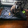 Ebony is registered to the contest to win money with this photo: dog, crate, toy, bone, wooden_floor, window, curtains, pet, indoor, brindle, cage, floor, looking_up, animal, domestic_animal, resting, pet_bed, furniture, canine, home