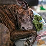 dog, sleeping, brindle, pet, cozy, blanket, plush_toy, indoor, close_up, napping, animal, paw, rest, fur, cute, domestic_animal, relaxation, bed, snuggle, companion