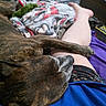 Ebony joined the competition — help win amazing prizes! dog, brindle, resting, leg, person, blue_shirt, floral_shorts, blanket, indoor, cozy, relaxation, paw, fur, head, home, carpet, furniture, casual, comfort, human_leg