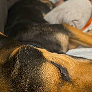 Roscoe is registered to the contest to win money with this photo: dog, sleeping, close_up, couch, indoor, resting, fur, pet, cozy, relaxation, animal, brown, black, blurred_background, comfort, domestic, companion, snout, nap, home