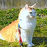 Simba participe au concours pour gagner de l'argent avec cette photo : cat, orange_cat, white_cat, grass, outdoor, sunlight, harness, leash, pet, animal, feline, sitting, curious, nature, wall, daylight, fur, mammal, domestic_animal, alone