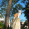 Simba a rejoint le concours — aidez-le/la à gagner de superbes lots ! cat, orange_and_white_cat, stone_pillar, tree, leaves, blue_sky, outdoor, nature, sunlight, shadow, fence, plant, moss, garden, animal, pet, daylight, mammal, whiskers, alert