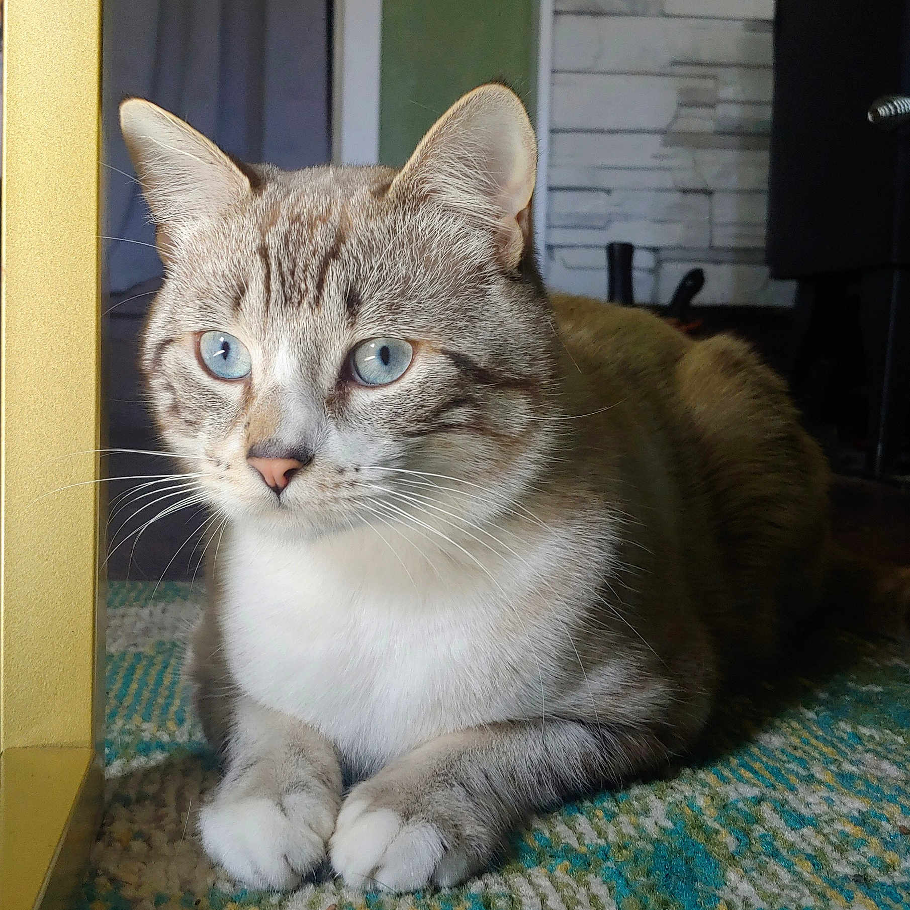 Renley is registered to the contest to win money with this photo: animal, blue_eyes, carpet, cat, closeup, cozy, cute, domestic, feline, fur, indoor, mammal, paws, pet, portrait, relaxed, resting, soft_light, striped, whiskers