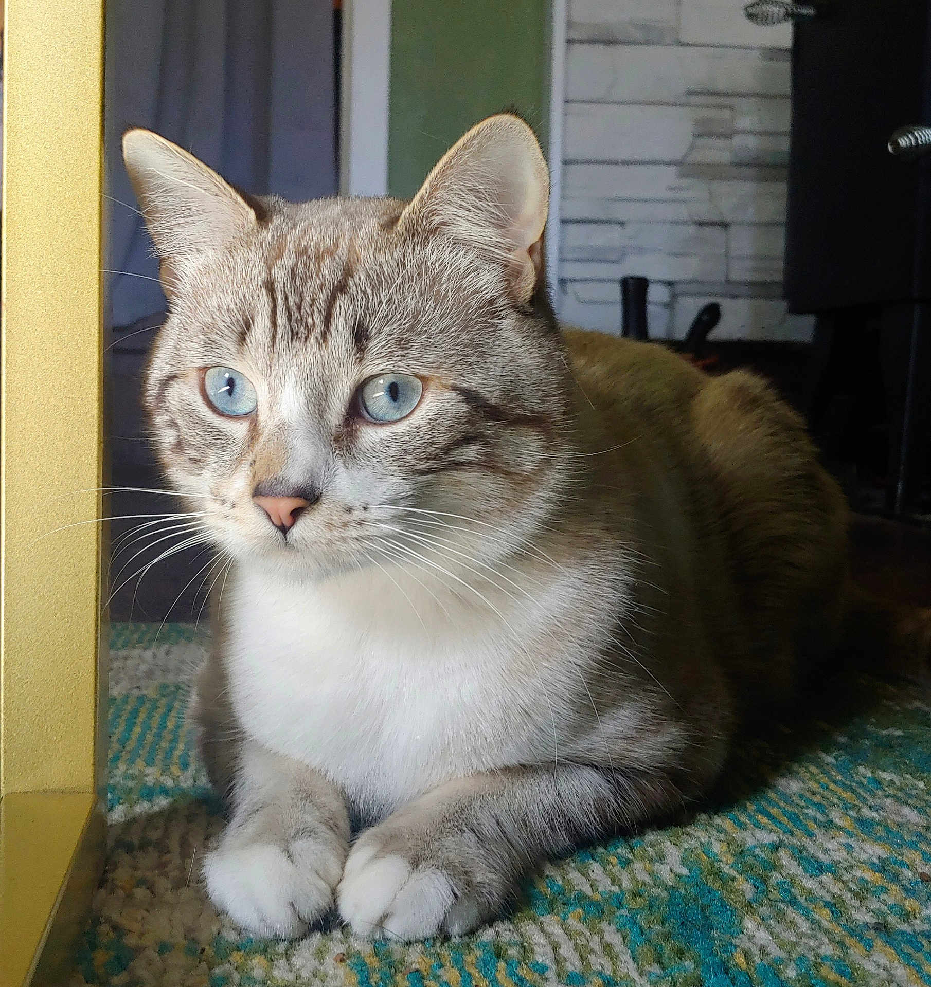 Renley is registered to the contest to win money with this photo: animal, blue_eyes, carpet, cat, closeup, cozy, cute, domestic, feline, fur, indoor, mammal, paws, pet, portrait, relaxed, resting, soft_light, striped, whiskers