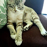 Renley is registered to the contest to win money with this photo: animal, cat, closeup, comfortable, couch, cute, domestic, feline, fur, home, indoor, paw, pet, pillow, relaxing, resting, sleepy, striped, tabby, whiskers