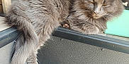 Stannis Steele is registered to the contest to win money with this photo: animal, cat, closeup, cozy, feline, fluffy, fur, gray_cat, indoors, paw, peaceful, pet, quiet, relaxed, resting, sleeping, soft_light, tail, texture, window
