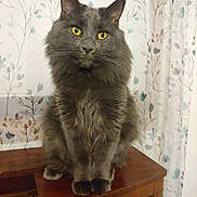 Stannis Steele joined the competition — help win amazing prizes! animal, cabinet, cat, curtains, cute, domestic, feline, floral_pattern, fluffy, fur, gray_cat, indoor, pet, portrait, relaxed, sitting, tabletop, whiskers, wooden_furniture, yellow_eyes