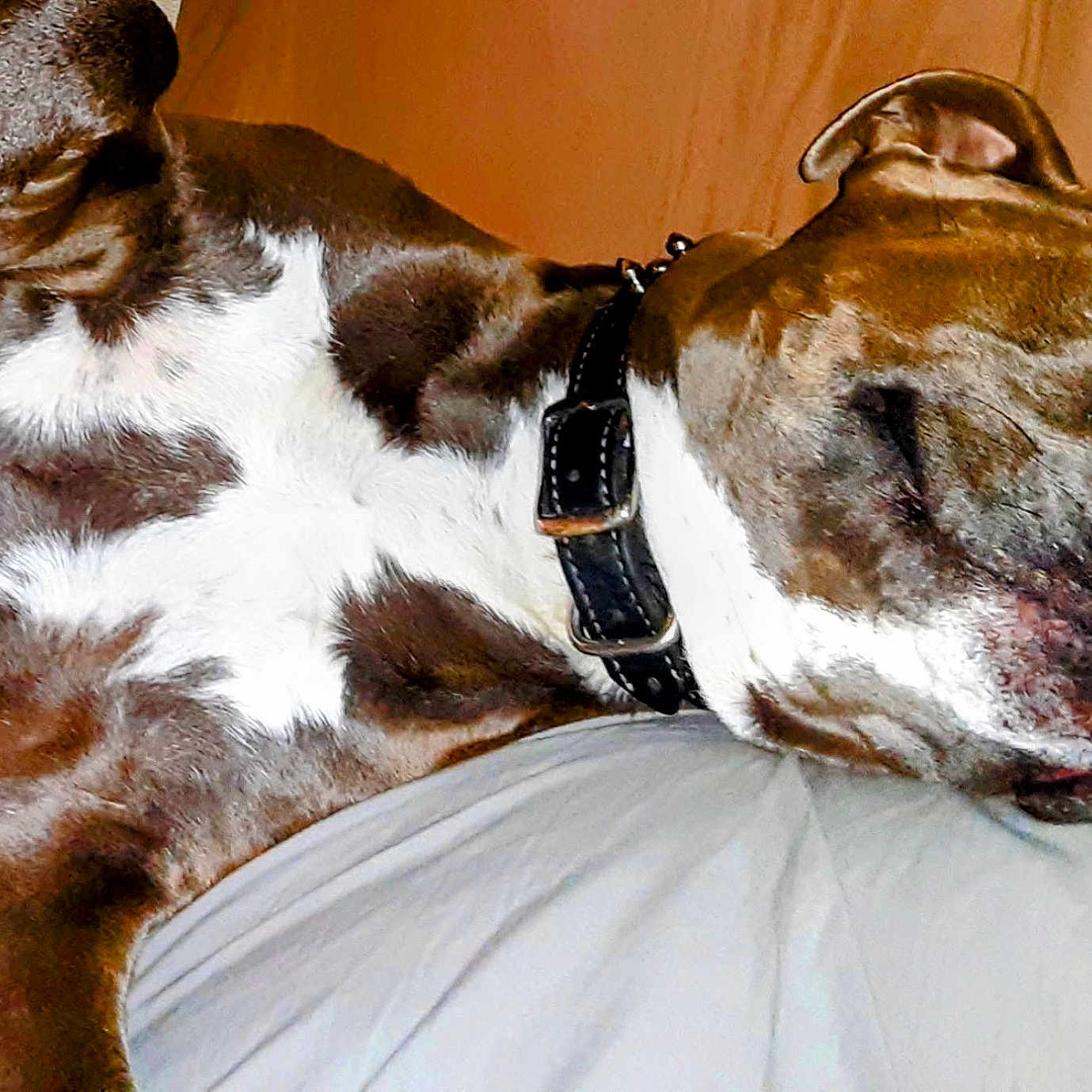 Chunxxz joined the competition — help win amazing prizes! animal, brown, canine, closeup, collar, comfortable, cute, dog, domestic, face, fur, head, indoor, laying, paw, pet, relaxed, resting, sleeping, white