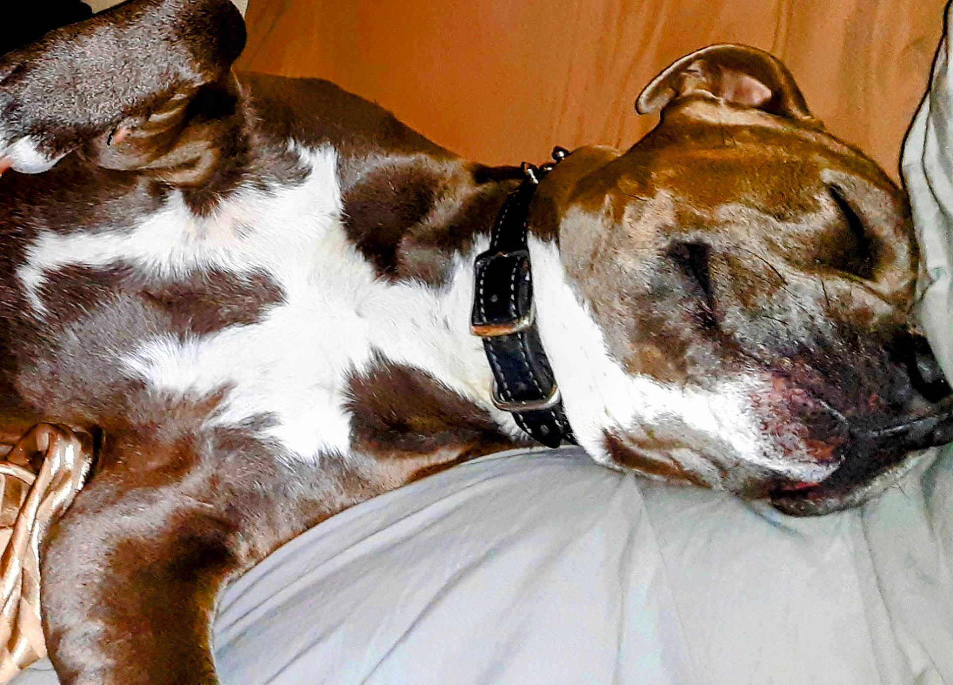 Chunxxz joined the competition — help win amazing prizes! animal, brown, canine, closeup, collar, comfortable, cute, dog, domestic, face, fur, head, indoor, laying, paw, pet, relaxed, resting, sleeping, white