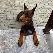 Oscar a rejoint le concours — aidez-le/la à gagner de superbes lots ! dog, doberman, outdoor, steps, pavement, brick_wall, happy, panting, ears_up, pet, canine, animal, brown, black, collar, tongue_out, daylight, closeup, resting, alert