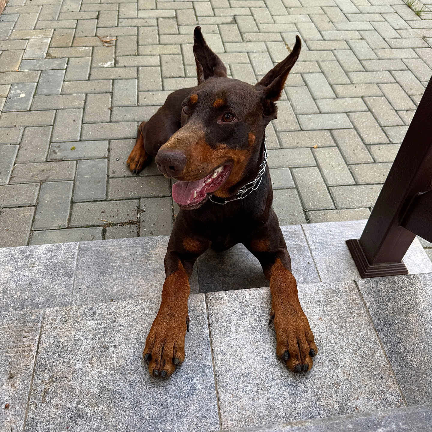 Oscar a rejoint le concours — aidez-le/la à gagner de superbes lots ! dog, doberman, outdoor, steps, pavement, brick_wall, happy, panting, ears_up, pet, canine, animal, brown, black, collar, tongue_out, daylight, closeup, resting, alert