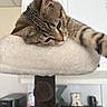 Jaxson joined the competition — help win amazing prizes! animal, brown, cat, cute, ears, feline, fluffy, furniture, home, indoors, kitchen, perch, pet, relaxed, resting, sleepy, soft, tabby, whiskers, white