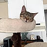 Jaxson is registered to the contest to win money with this photo: cat, tabby_cat, sleeping, cat_tree, furniture, indoor, pet, cozy, ears, closed_eyes, fur, perch, home, kitchen, cabinet, decor, relaxing, animal, cute, resting