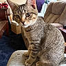 Jaxson is registered to the contest to win money with this photo: cat, closeup, curious, cushion, domestic_animal, ears, eyes, fur, furniture, indoor, kitten, lamp, living_room, pet, recliner, sitting, tabby, whiskers, wooden_table, young_cat