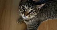 Jaxson is registered to the contest to win money with this photo: cat, tabby, pet, animal, indoor, wooden_floor, curious, cute, whiskers, ears, eyes, paw, feline, mammal, striped, young_cat, domestic, playful, looking_up, relaxed